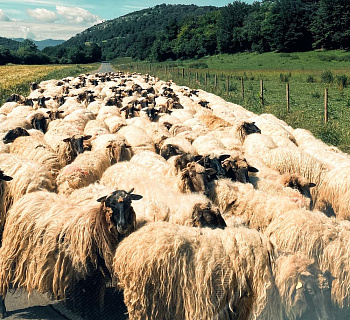 Эдильбаевская порода овец, поволжский тип – год на рынке в России