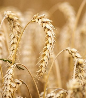 Глава Зернового союза предсказал фиаско России на мировом рынке зерна