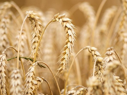 Глава Зернового союза предсказал фиаско России на мировом рынке зерна