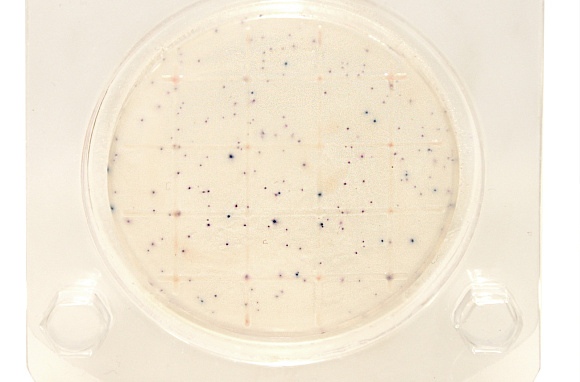 Экспресс-тест на определение БГКП колиформные бактерии в т.ч.Escherichia coli  (петритест) 