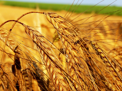 Эксперты "СовЭкон": падение цен на пшеницу заканчивается