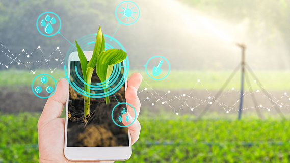 Новые возможности виртуальных сельскохозяйственных маркетплейсов