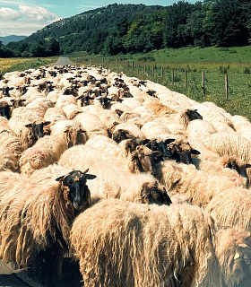 Эдильбаевская порода овец, поволжский тип – год на рынке в России