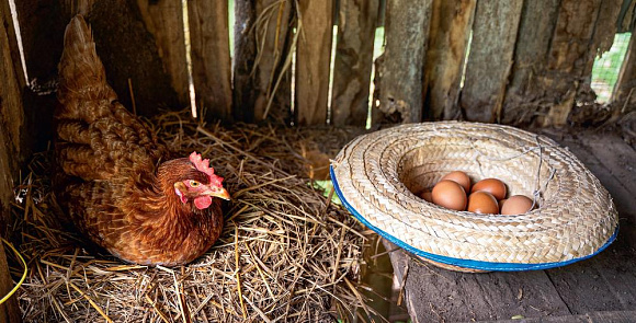 Курица или яйцо - новое и актуальное в птицеводстве РФ и мира