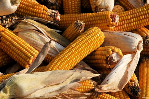 Аграрии Тамбовской области убирают кукурузу