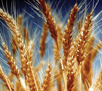 Сорняки в яровой пшенице 