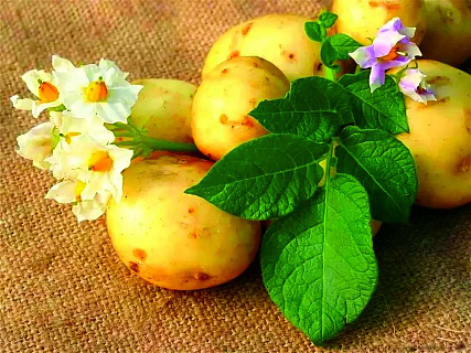 Минеральное питание картофеля
