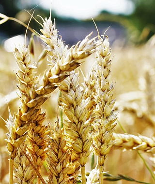 Мировой рынок пшеницы обвалился, экспортеры снизили цены в портах