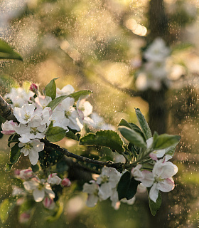 В «Агроном-сад» началось цветение яблонь