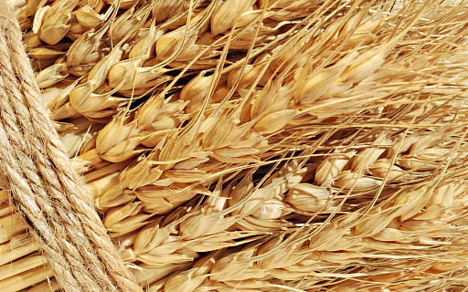 Цены на пшеницу обновили сезонный максимум